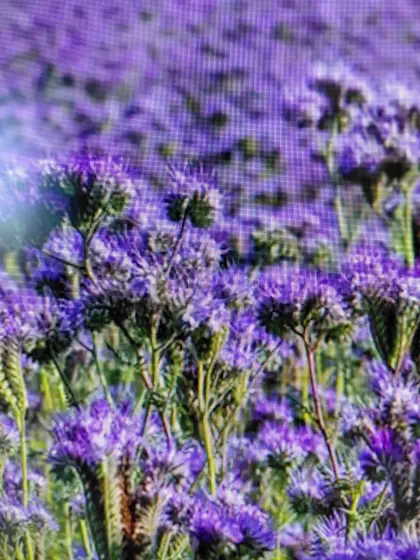 Phacelia Bio