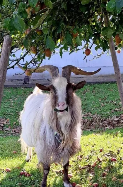 Ziegenbock