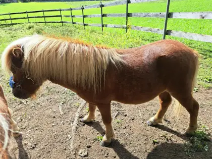 Minipony-Hengst