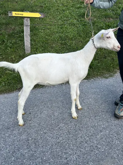 Saane HB Kitz zu verkaufen