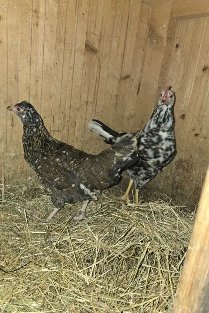 Blumenhuhn 1:1