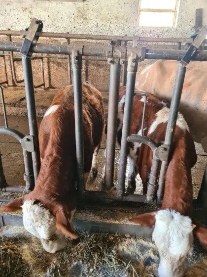 Einsteller, 3 Stk.