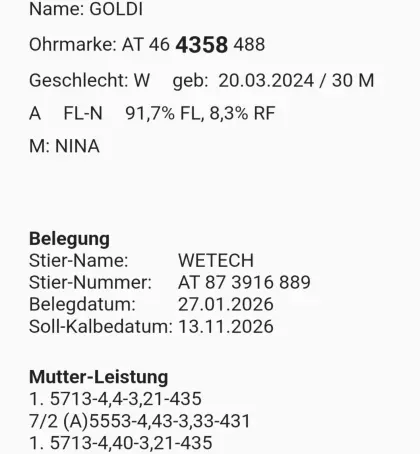 Verkaufe schöne Fleckviehkalbin