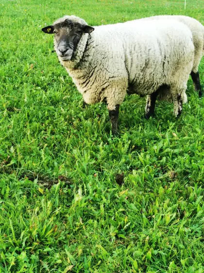 Shropshire Widder