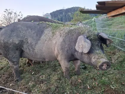 Schwein, Mutterschwein