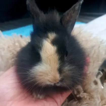 Zwergkaninchen Löwenkopf