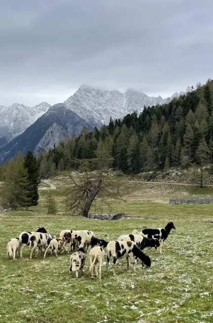 Tscheggenschafe