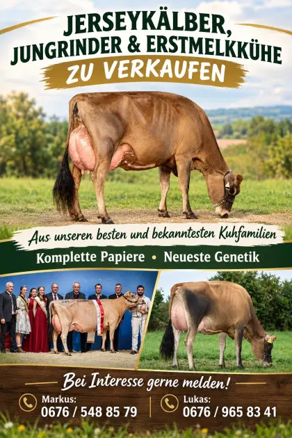Jersey vom Feinsten