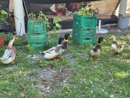 Enten, Erpel zu verschenken