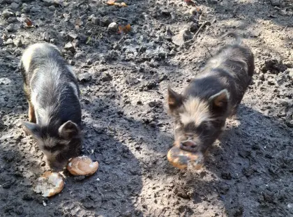 Kune-Kune-Ferkel