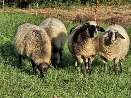 Alpine Steinschaf-Kilber