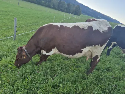 Reinrassige Pinzgauerkuh