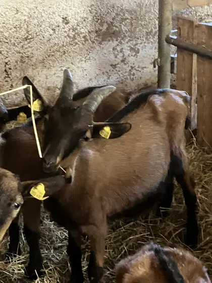 Verkaufe Bockkitz
