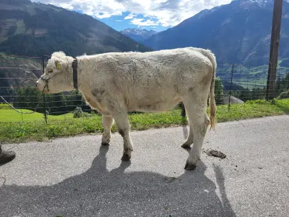 Charolais Kalbinnen