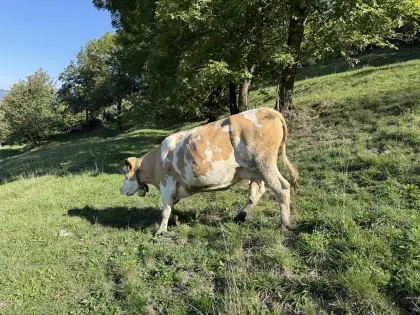 Mutterkuh mit Kalb