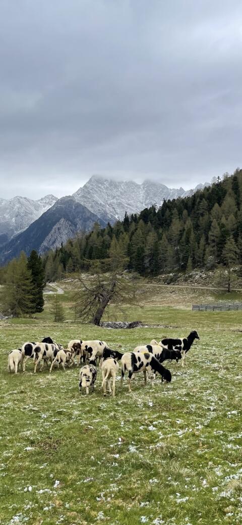 Tscheggenschafe