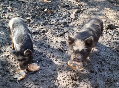 Kune-Kune-Ferkel