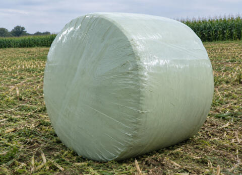 Maisballen, Silage, Futter, Rinder