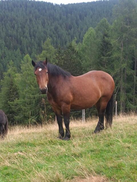 Noriker-Stute