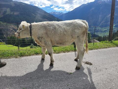 Charolais Kalbinnen