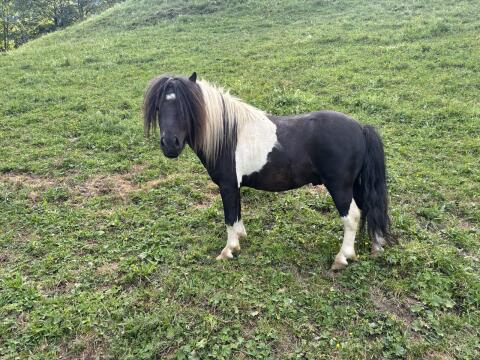 Ponyhengst