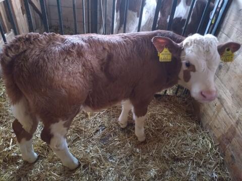Fleckvieh-Stierkalb Bio