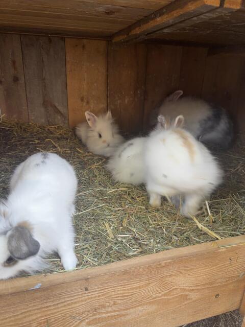 Löwenkopfzwergkaninchen