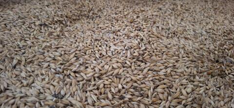 Bio-Triticale