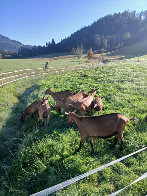 HB-Ziegen GGZ