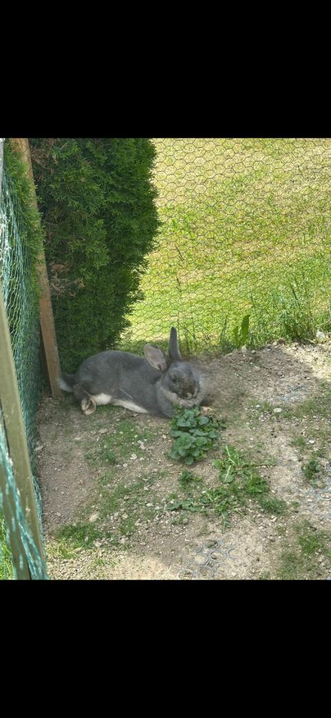 Hasen