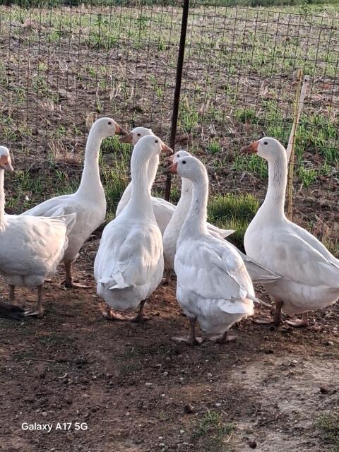 Gänse