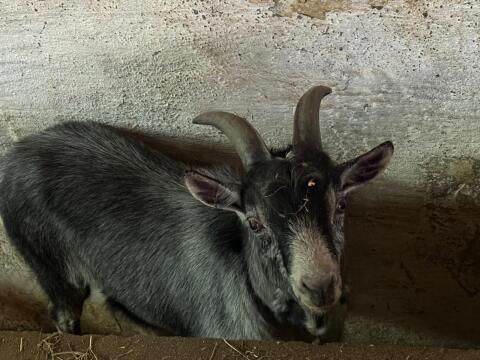 Blobe Bock