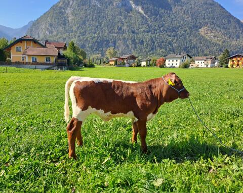 Kalb