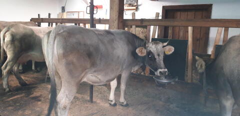 Grauviehkuh