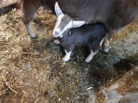 Suche hornlosen Ziegenbock zum Decken