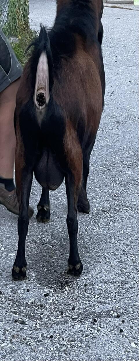 Ziegenbock