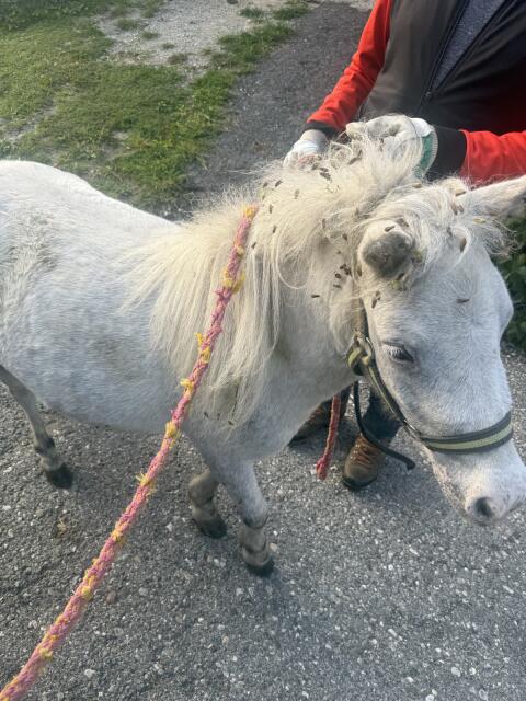 Ponystute