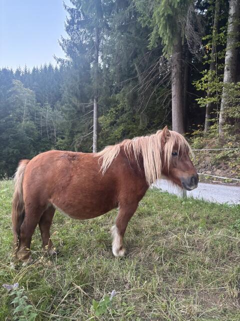 Pony