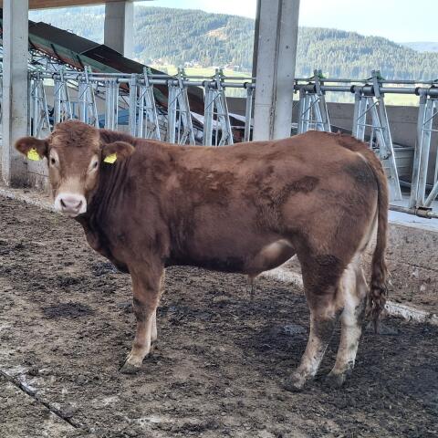 Limousin-Zuchtstier
