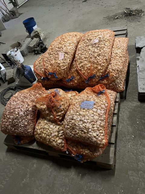 Knoblauchzehen für Anbau