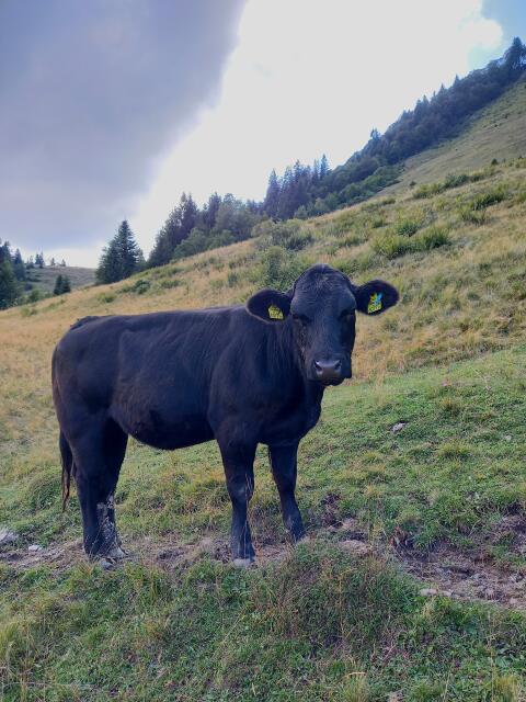 Bio-Angus-Kalbin