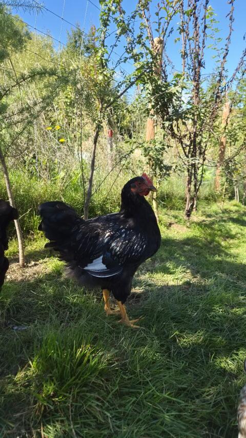 Barnevelder SSDG Hähne