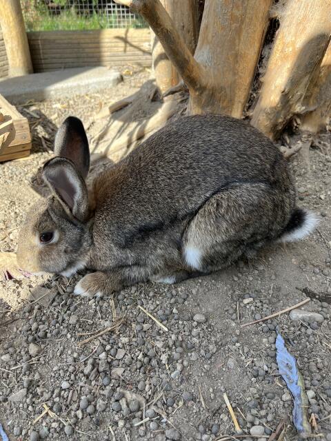 Kaninchen