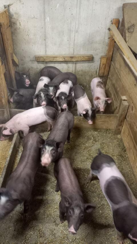 Ferkel zu verkaufen