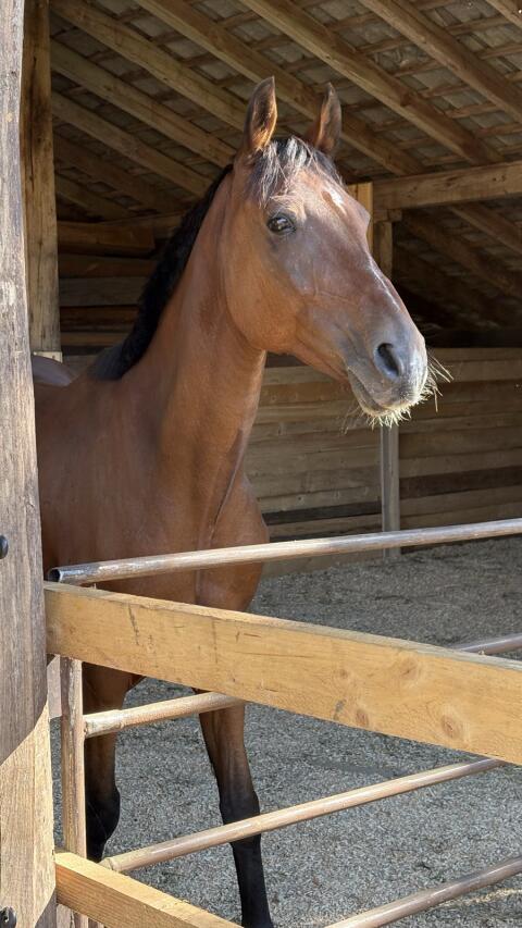 Einstellpferd gesucht