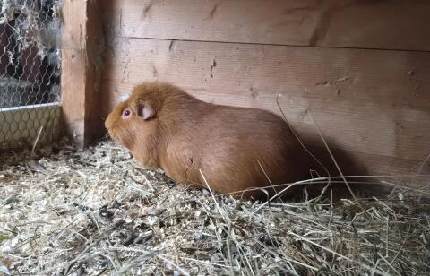 Süßes Meerschweinchen-Männchen abzugeben