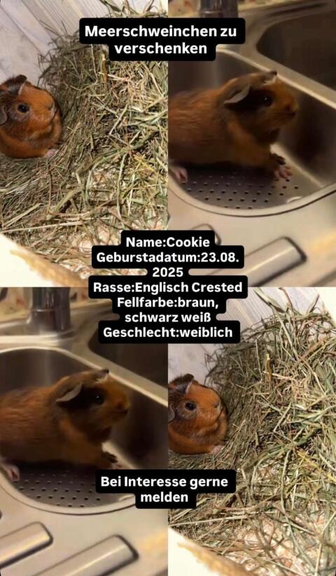 2 süße Meerschweinchen zu verschenken