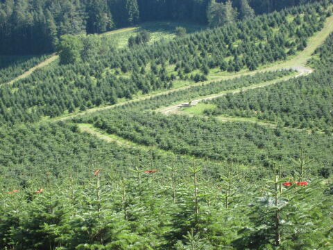Nordmanntannen