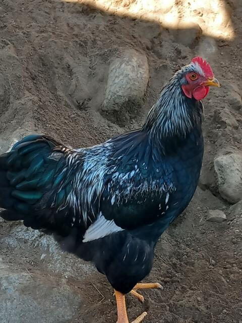 2 Barnevelder Hähne zu vergeben