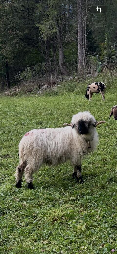 Walliser Schwarznasenschaf